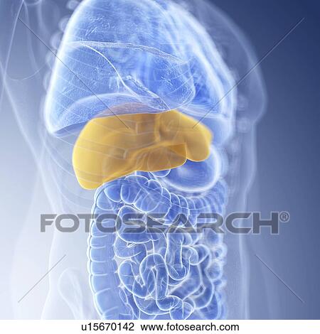 Illustration of the liver View Large Photo Image Stock Image - Illustration of the liver. Fotosearch