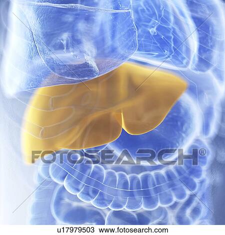 Stock Image - Illustration of the liver. Fotosearch