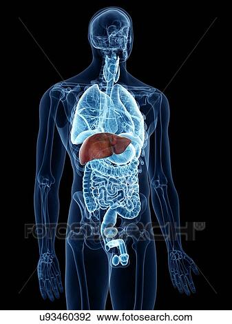Illustration of the liver View Large Photo Image Stock Image - Illustration of the liver. Fotosearch