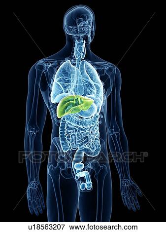 Illustration of the liver View Large Photo Image Stock Photo - Illustration of the liver. Fotosearch