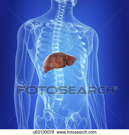 Illustration of the liver View Large Photo Image Stock Photo - Illustration of the liver. Fotosearch