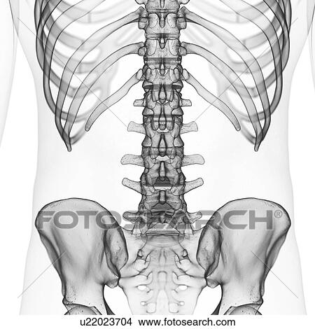 Illustration of the lumbar spine View Large Photo Image Picture - Illustration of the lumbar spine. Fotosearch