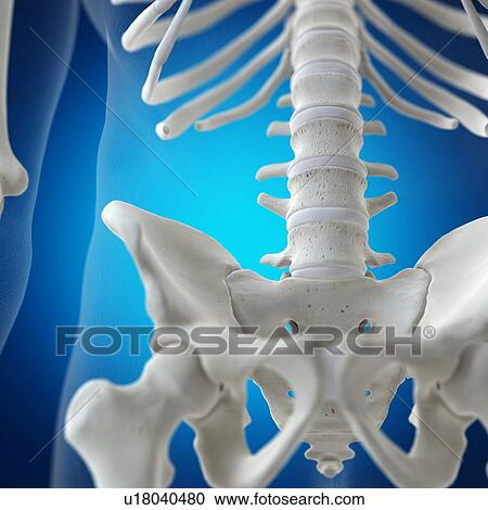 Illustration of the lumbar spine View Large Photo Image Stock Image - Illustration of the lumbar spine. Fotosearch