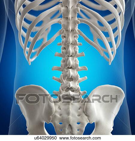 Illustration of the lumbar spine View Large Photo Image Stock Image - Illustration of the lumbar spine. Fotosearch