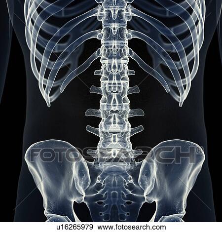Stock Photo - Illustration of the lumbar spine. Fotosearch