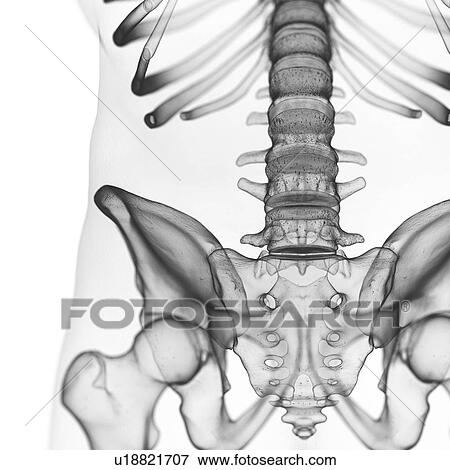 Illustration of the lumbar spine View Large Photo Image Stock Photo - Illustration of the lumbar spine. Fotosearch