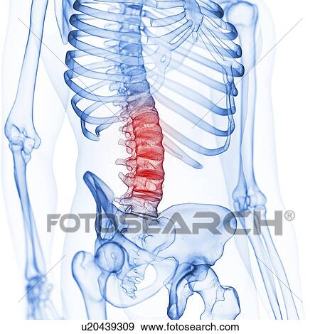 Illustration of the lumbar spine View Large Photo Image Stock Photo - Illustration of the lumbar spine. Fotosearch