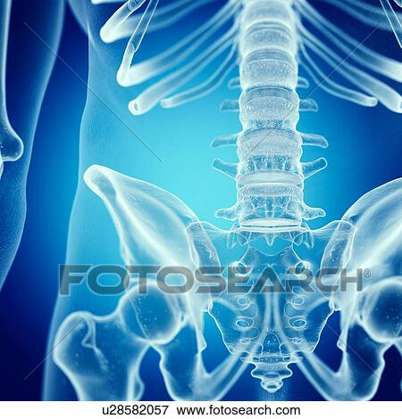 Illustration of the lumbar spine View Large Photo Image Stock Photo - Illustration of the lumbar spine. Fotosearch