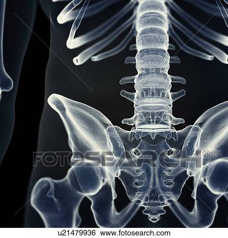 Illustration of the lumbar spine View Large Photo Image Stock Photograph - Illustration of the lumbar spine. Fotosearch