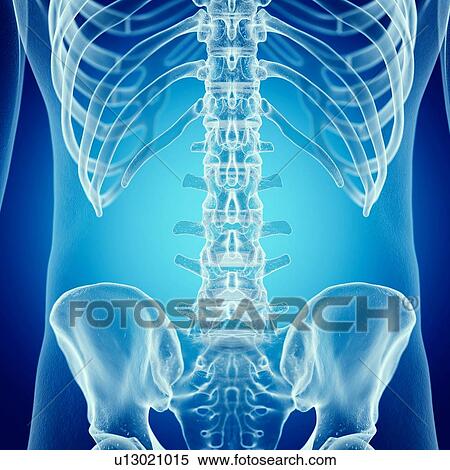 Stock Photography - Illustration of the lumbar spine. Fotosearch