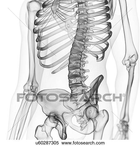 Illustration of the lumbar spine View Large Photo Image Stock Photography - Illustration of the lumbar spine. Fotosearch