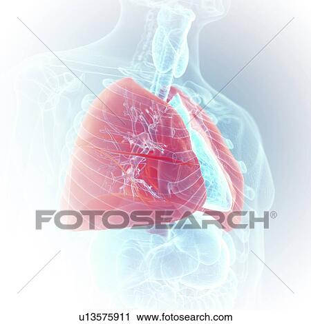 Stock Image - Illustration of the lung. Fotosearch