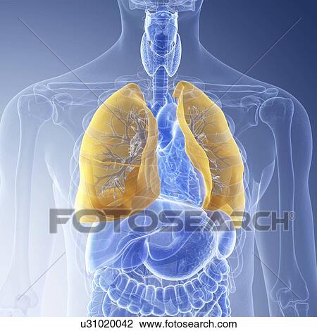 Stock Image - Illustration of the lung. Fotosearch
