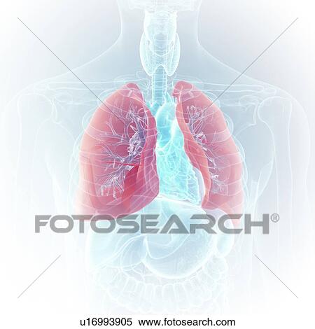 Illustration of the lung View Large Photo Image Stock Photography - Illustration of the lung. Fotosearch