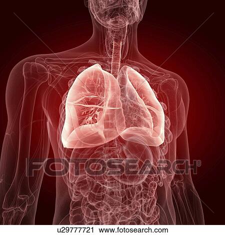 Stock Image - Illustration of the lungs. Fotosearch