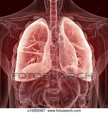 Stock Photo - Illustration of the lungs. Fotosearch