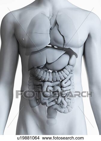 Picture - Illustration of the male organs. Fotosearch
