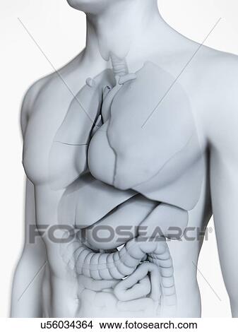 Picture - Illustration of the male organs. Fotosearch