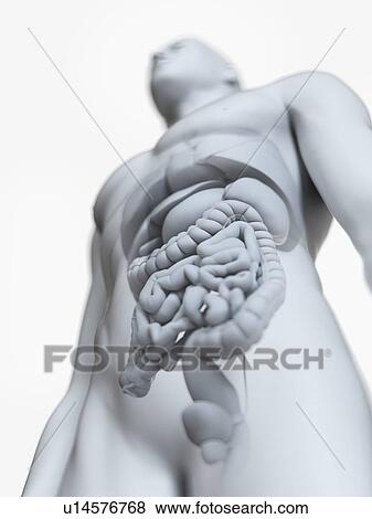 Stock Photo - Illustration of the male organs. Fotosearch