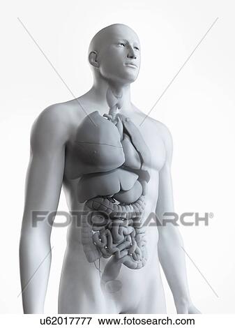 Illustration of the male organs View Large Photo Image Stock Photo - Illustration of the male organs. Fotosearch
