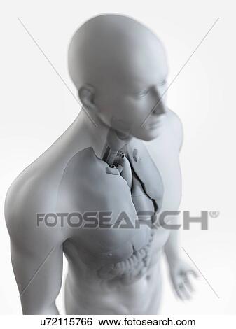 Stock Photograph - Illustration of the male organs. Fotosearch