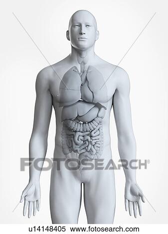 Stock Photography - Illustration of the male organs. Fotosearch