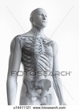 Stock Image - Illustration of the male skeleton. Fotosearch