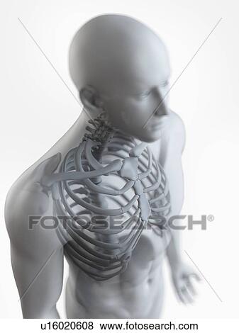 Stock Photo - Illustration of the male skeleton. Fotosearch