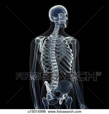 Stock Photograph - Illustration of the male skeleton. Fotosearch