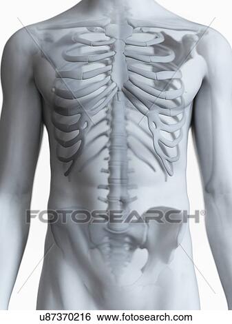 Illustration of the male skeleton View Large Photo Image Stock Photograph - Illustration of the male skeleton. Fotosearch