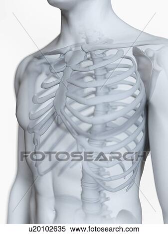 Stock Photography - Illustration of the male skeleton. Fotosearch