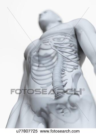 Stock Photography - Illustration of the male skeleton. Fotosearch