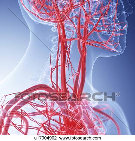 Illustration of the neck blood vessels View Large Photo Image Stock Image - Illustration of the neck blood vessels. Fotosearch
