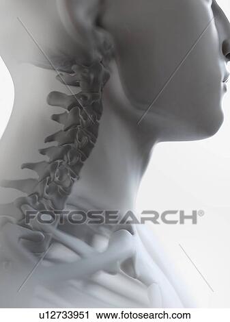 Illustration of the neck bones View Large Photo Image Stock Image - Illustration of the neck bones. Fotosearch