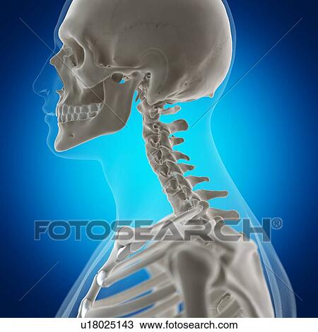Illustration of the neck bones View Large Photo Image Stock Image - Illustration of the neck bones. Fotosearch