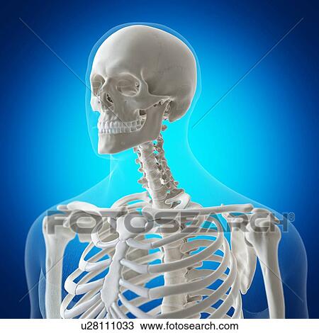 Stock Image - Illustration of the neck bones. Fotosearch