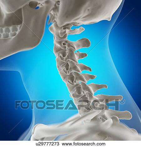 Stock Image - Illustration of the neck bones. Fotosearch