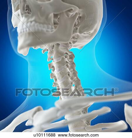 Stock Photo - Illustration of the neck bones. Fotosearch