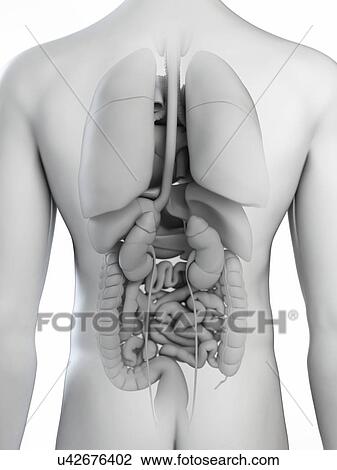 Illustration of the organs View Large Photo Image Stock Image - Illustration of the organs. Fotosearch
