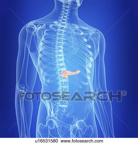Illustration of the pancreas View Large Photo Image Stock Image - Illustration of the pancreas. Fotosearch
