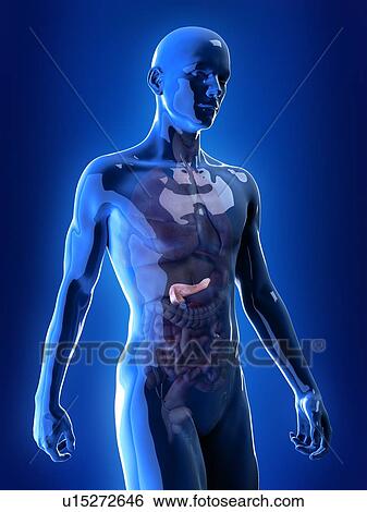 Illustration of the pancreas View Large Photo Image Stock Photograph - Illustration of the pancreas. Fotosearch