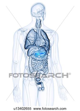 Illustration of the pancreas View Large Photo Image Stock Photography - Illustration of the pancreas. Fotosearch
