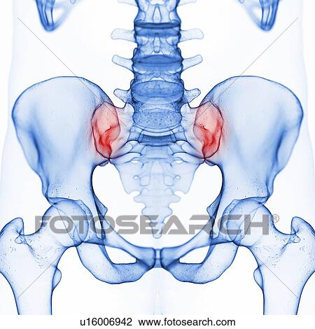 Stock Image - Illustration of the sacrum. Fotosearch