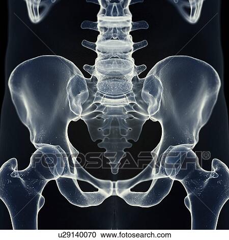 Illustration of the sacrum View Large Photo Image Stock Image - Illustration of the sacrum. Fotosearch