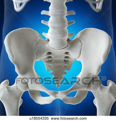 Illustration of the sacrum View Large Photo Image Stock Photography - Illustration of the sacrum. Fotosearch