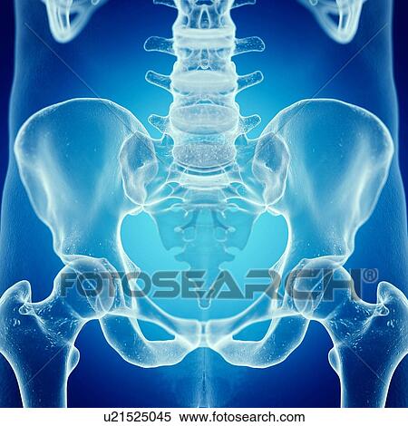 Stock Photography - Illustration of the sacrum. Fotosearch