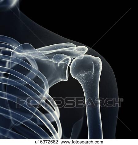 Stock Image - Illustration of the shoulder bones. Fotosearch