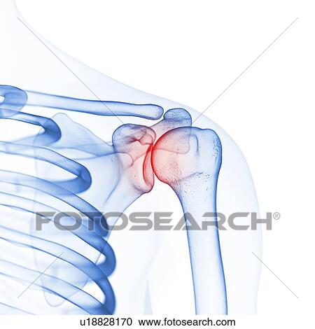 Stock Image - Illustration of the shoulder bones. Fotosearch