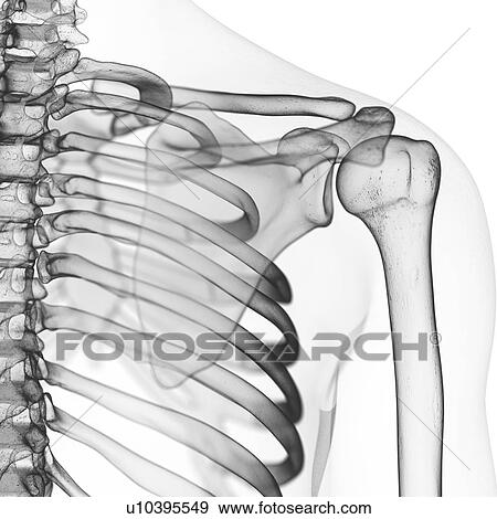 Stock Photo - Illustration of the shoulder bones. Fotosearch