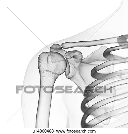 Illustration of the shoulder bones View Large Photo Image Stock Photo - Illustration of the shoulder bones. Fotosearch